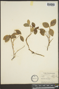 Gaultheria procumbens image