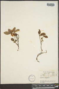 Gaultheria procumbens image