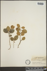 Gaultheria procumbens image