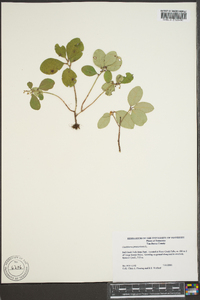 Gaultheria procumbens image