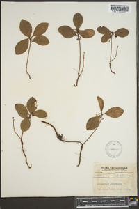 Gaultheria procumbens image