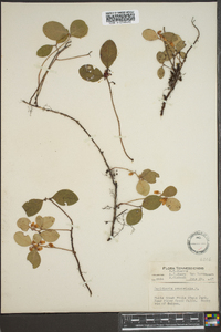 Gaultheria procumbens image