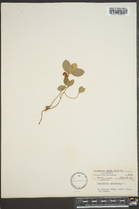 Gaultheria procumbens image