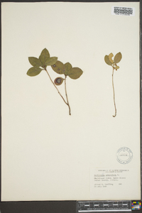 Gaultheria procumbens image