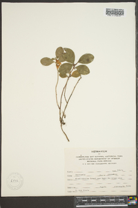 Gaultheria procumbens image