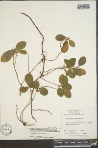 Gaultheria procumbens image