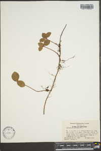 Gaultheria procumbens image