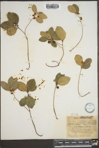 Gaultheria procumbens image