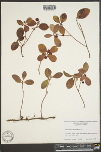 Gaultheria procumbens image