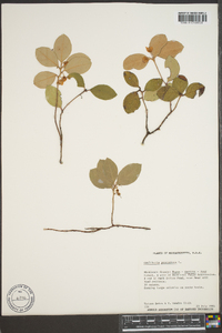 Gaultheria procumbens image