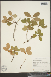 Gaultheria procumbens image