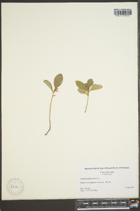 Gaultheria procumbens image