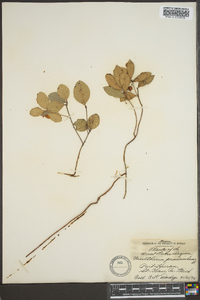 Gaultheria procumbens image