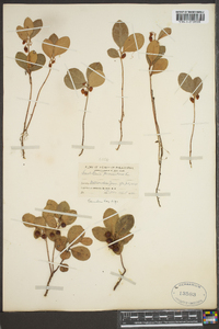 Gaultheria procumbens image