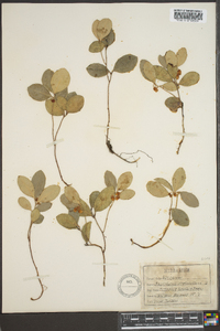 Gaultheria procumbens image