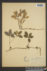 Gaultheria procumbens image