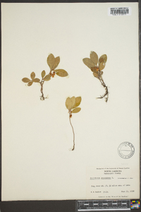 Gaultheria procumbens image