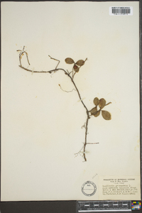 Gaultheria procumbens image