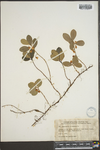 Gaultheria procumbens image