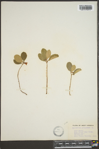 Gaultheria procumbens image