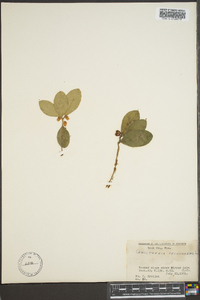 Gaultheria procumbens image