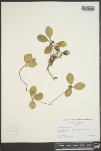 Gaultheria procumbens image