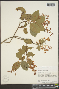 Gaultheria shallon image