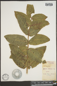 Arbutus menziesii image