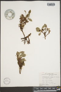 Arctostaphylos alpina image