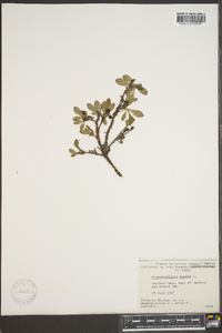 Arctostaphylos alpina image