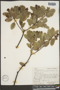 Arctostaphylos columbiana image