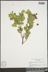 Arctostaphylos glandulosa image