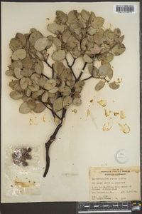 Arctostaphylos glauca image