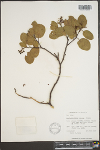 Arctostaphylos patula image