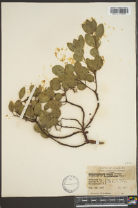 Arctostaphylos patula image