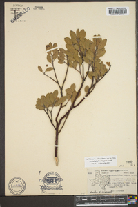 Arctostaphylos pungens image