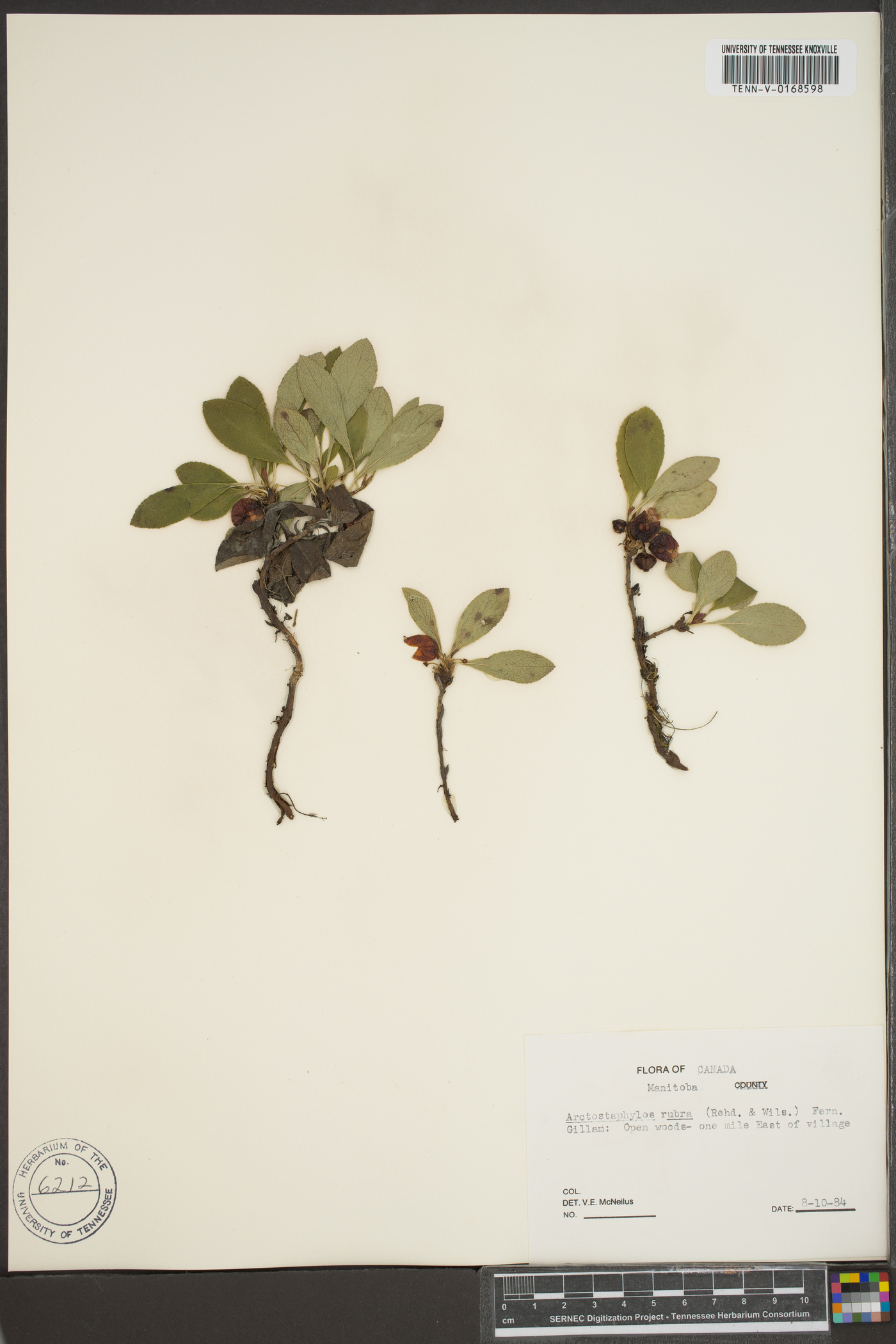 Arctostaphylos rubra image