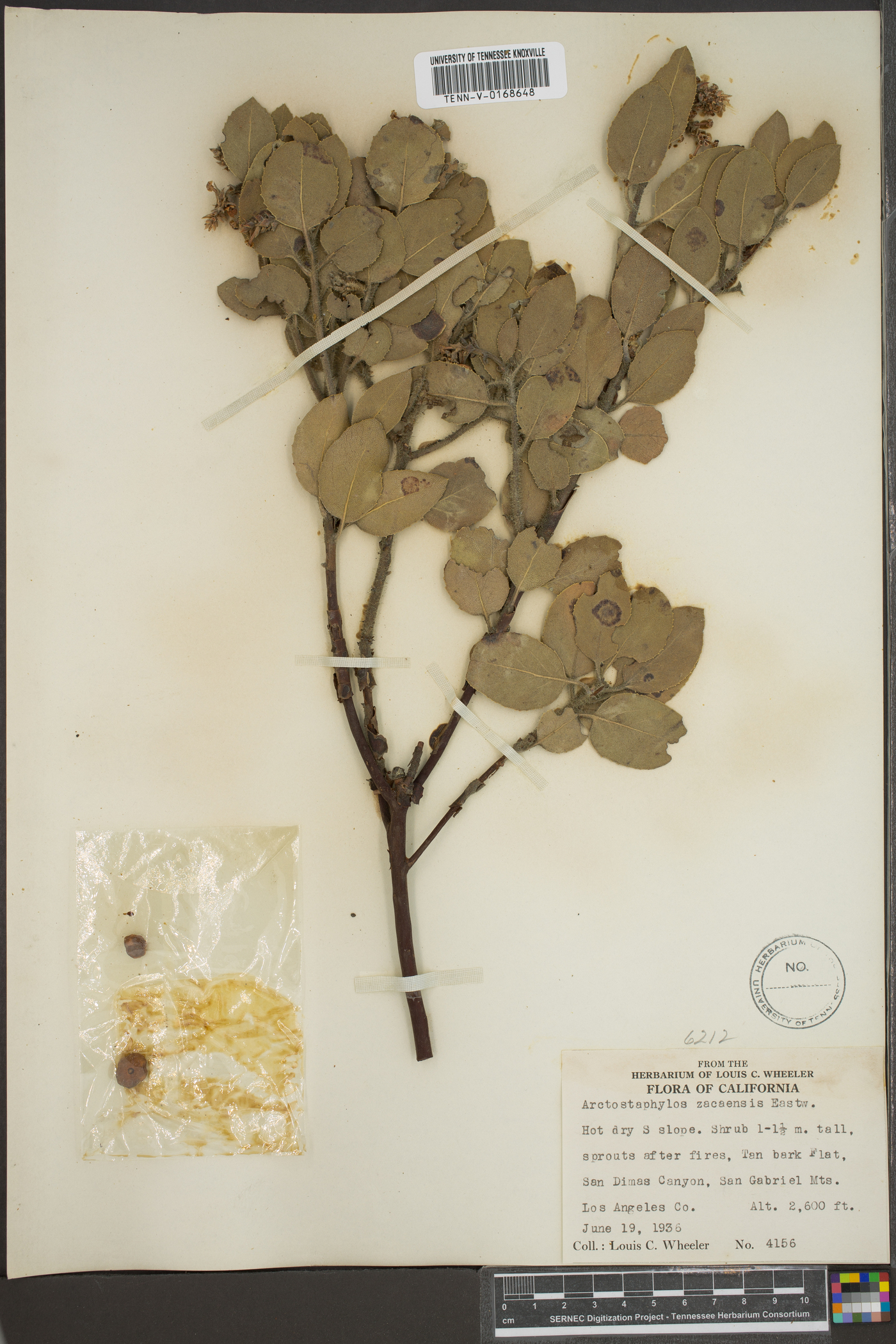 Arctostaphylos zacaensis image