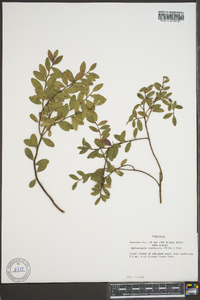 Gaylussacia brachycera image