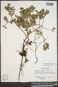 Gaylussacia brachycera image