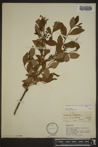 Vaccinium atrococcum image