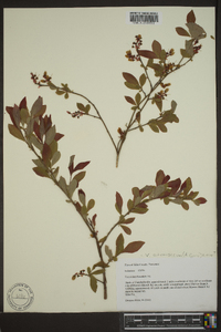 Vaccinium atrococcum image