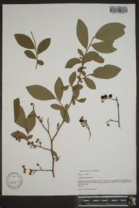 Vaccinium atrococcum image