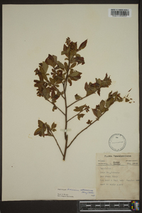 Vaccinium atrococcum image