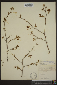 Vaccinium atrococcum image