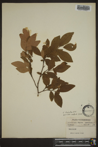 Vaccinium atrococcum image