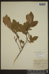 Vaccinium atrococcum image