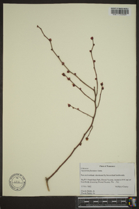 Vaccinium atrococcum image