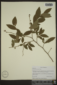 Vaccinium atrococcum image