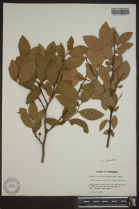 Vaccinium atrococcum image